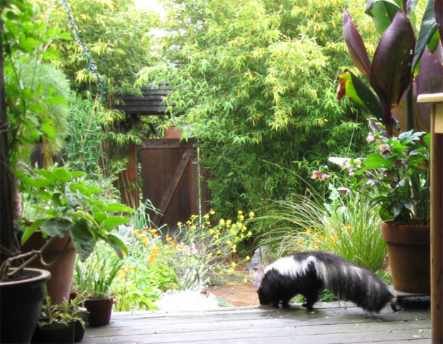 skunk-in-garden