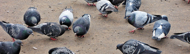 pigeons