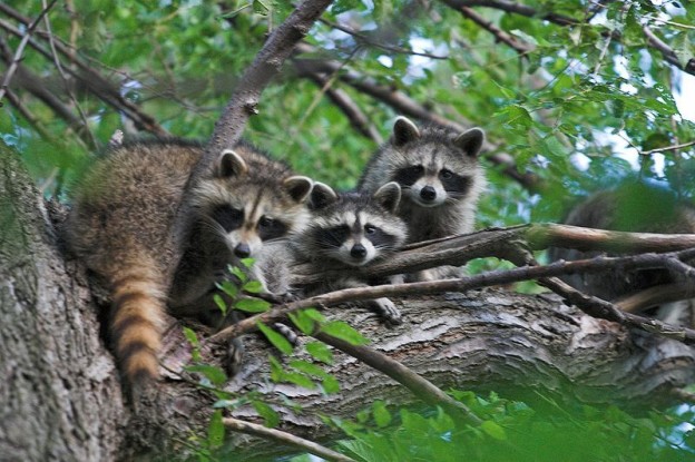 raccoons-photo-by-gary-j-wood