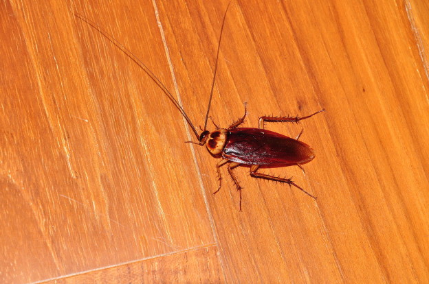 Cockroach