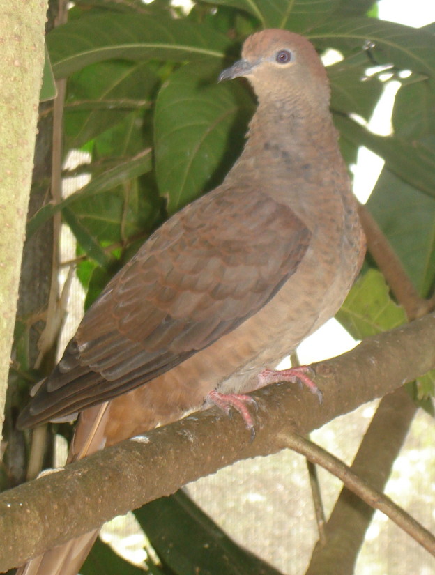 Macropygia_phasianella_(Brown_Cuckoo-dove)-6